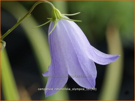 Campanula rotundifolia &#039;Olympica&#039; | Grasklokje, Klokjesbloem | Rundbl&auml;ttrige Glockenblume