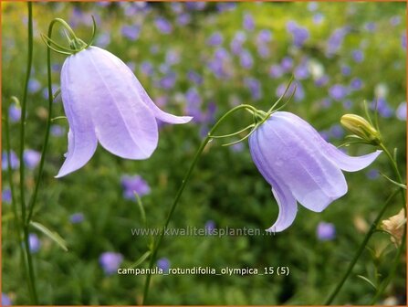 Campanula rotundifolia &#039;Olympica&#039; | Grasklokje, Klokjesbloem | Rundbl&auml;ttrige Glockenblume