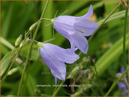 Campanula rotundifolia &#039;Olympica&#039; | Grasklokje, Klokjesbloem | Rundbl&auml;ttrige Glockenblume