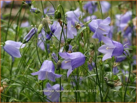 Campanula rotundifolia &#039;Olympica&#039; | Grasklokje, Klokjesbloem | Rundbl&auml;ttrige Glockenblume