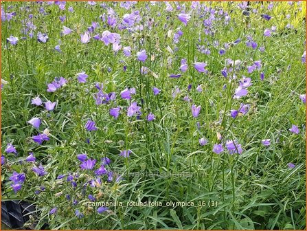 Campanula rotundifolia &#039;Olympica&#039; | Grasklokje, Klokjesbloem | Rundbl&auml;ttrige Glockenblume