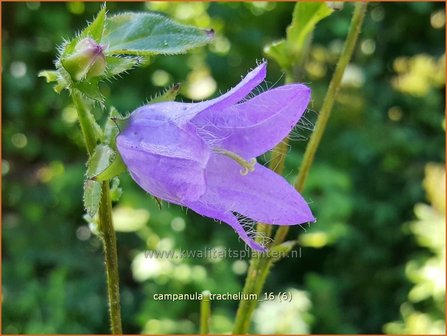 Campanula trachelium | Ruig klokje, Klokjesbloem | Nesselbl&auml;ttrige Glockenblume