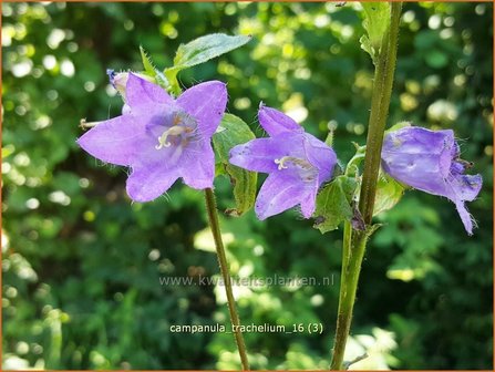 Campanula trachelium | Ruig klokje, Klokjesbloem | Nesselbl&auml;ttrige Glockenblume