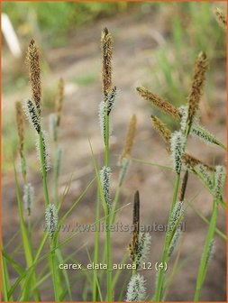 Carex elata &#039;Aurea&#039; | Stijve zegge, Zegge | Steife Segge