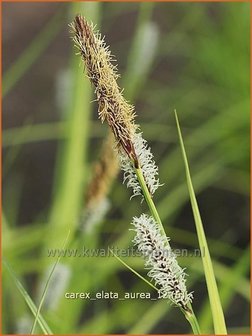 Carex elata &#039;Aurea&#039; | Stijve zegge, Zegge | Steife Segge