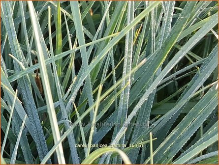 Carex panicea &#039;Pamira&#039; | Blauwe zegge, Zegge | Hirse-Segge