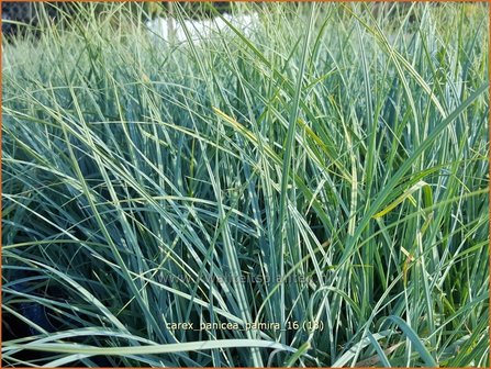 Carex panicea &#039;Pamira&#039; | Blauwe zegge, Zegge | Hirse-Segge