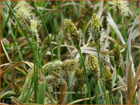 Carex umbrosa | Schaduwzegge, Zegge | Schatten-Segge