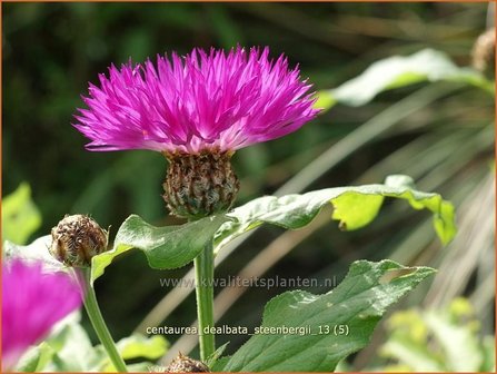 Centaurea dealbata &#039;Steenbergii&#039; | Korenbloem, Centaurie | Kaukasus-Flockenblume