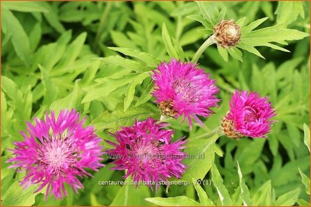 Centaurea dealbata &#039;Steenbergii&#039; | Korenbloem, Centaurie | Kaukasus-Flockenblume