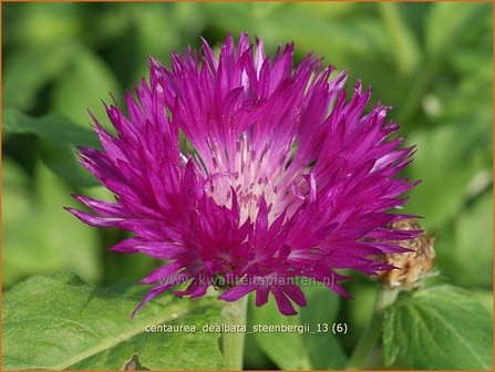 Centaurea dealbata &#039;Steenbergii&#039; | Korenbloem, Centaurie | Kaukasus-Flockenblume