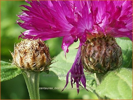 Centaurea dealbata &#039;Steenbergii&#039; | Korenbloem, Centaurie | Kaukasus-Flockenblume