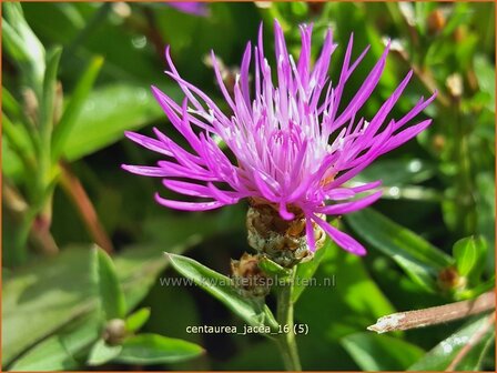 Centaurea jacea | Zwart knoopkruid, Knoopkruid, Centaurie | Wiesen-Flockenblume