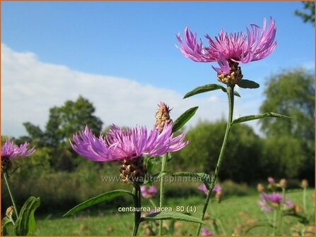 Centaurea jacea | Zwart knoopkruid, Knoopkruid, Centaurie | Wiesen-Flockenblume