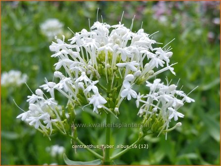 Centranthus ruber &#039;Albus&#039; | Spoorbloem, Rode valeriaan | Spornblume