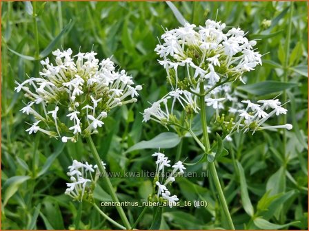 Centranthus ruber &#039;Albus&#039; | Spoorbloem, Rode valeriaan | Spornblume