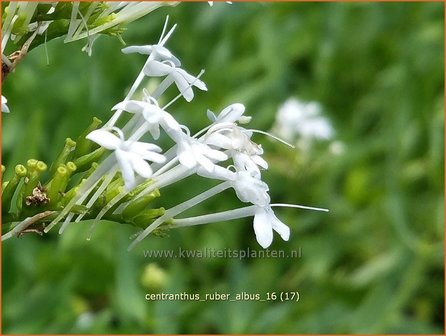 Centranthus ruber &#039;Albus&#039; | Spoorbloem, Rode valeriaan | Spornblume