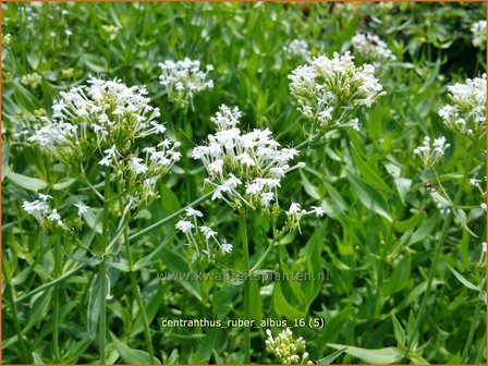 Centranthus ruber &#039;Albus&#039; | Spoorbloem, Rode valeriaan | Spornblume