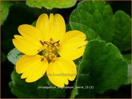 Chrysogonum virginianum &#039;Pierre&#039; | Goudkorfje | Virginia-Goldk&ouml;rbchen