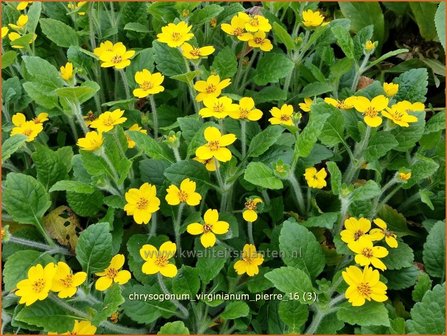 Chrysogonum virginianum &#039;Pierre&#039; | Goudkorfje | Virginia-Goldk&ouml;rbchen