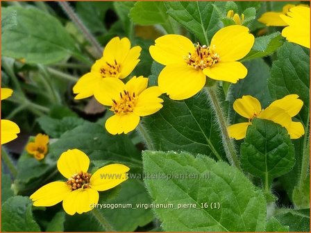 Chrysogonum virginianum &#039;Pierre&#039; | Goudkorfje | Virginia-Goldk&ouml;rbchen