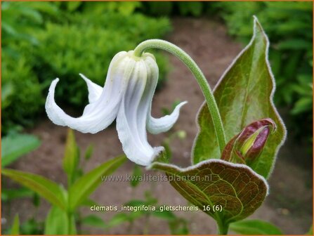 Clematis integrifolia &#039;Gletschereis&#039; | Struikclematis, Bosrank, Clematis | Krautige Waldrebe | Blue Clematis