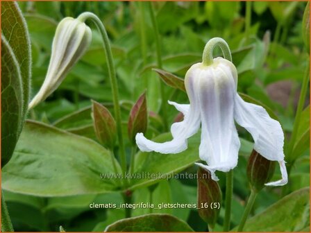 Clematis integrifolia &#039;Gletschereis&#039; | Struikclematis, Bosrank, Clematis | Krautige Waldrebe | Blue Clematis