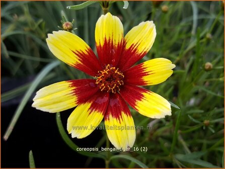 Coreopsis &#039;Bengal Tiger&#039; | Meisjesogen | M&auml;dchenauge