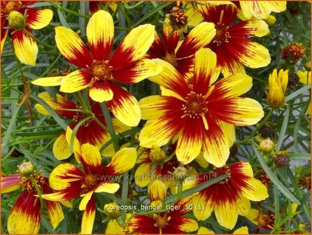 Coreopsis &#039;Bengal Tiger&#039; | Meisjesogen | M&auml;dchenauge