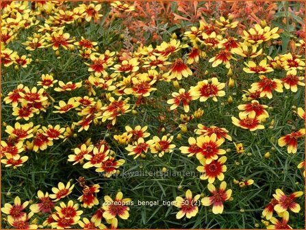 Coreopsis &#039;Bengal Tiger&#039; | Meisjesogen | M&auml;dchenauge