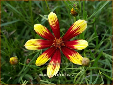 Coreopsis &#039;Bengal Tiger&#039; | Meisjesogen | M&auml;dchenauge