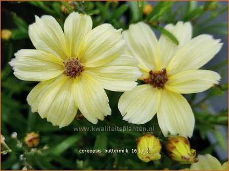 Coreopsis &#039;Buttermilk&#039; | Meisjesogen | M&auml;dchenauge