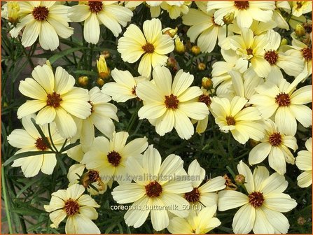 Coreopsis &#039;Buttermilk&#039; | Meisjesogen | M&auml;dchenauge