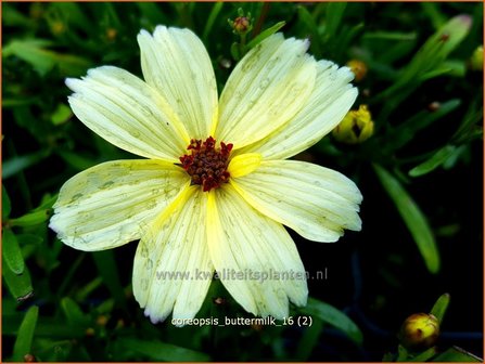 Coreopsis &#039;Buttermilk&#039; | Meisjesogen | M&auml;dchenauge