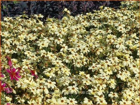 Coreopsis &#039;Buttermilk&#039; | Meisjesogen | M&auml;dchenauge