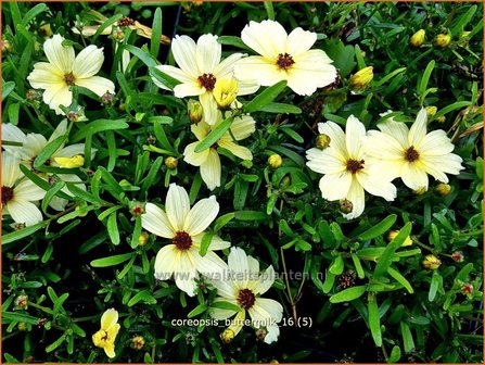 Coreopsis &#039;Buttermilk&#039; | Meisjesogen | M&auml;dchenauge