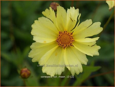 Coreopsis &#039;Full Moon&#039; | Meisjesogen | M&auml;dchenauge