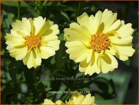 Coreopsis &#039;Full Moon&#039; | Meisjesogen | M&auml;dchenauge