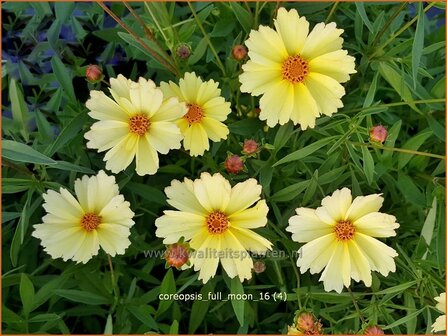 Coreopsis &#039;Full Moon&#039; | Meisjesogen | M&auml;dchenauge