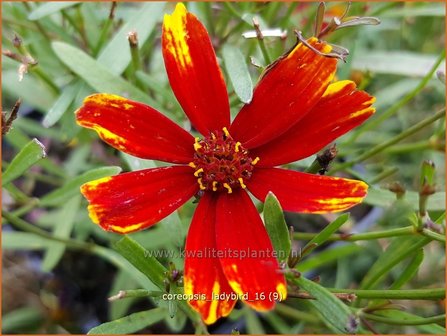 Coreopsis &#039;Ladybird&#039; | Meisjesogen | M&auml;dchenauge