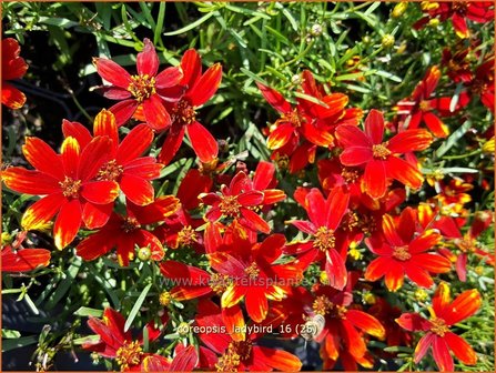 Coreopsis &#039;Ladybird&#039; | Meisjesogen | M&auml;dchenauge