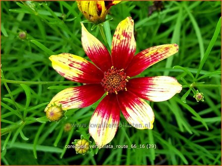 Coreopsis verticillata &#039;Route 66&#039; | Meisjesogen | Quirlbl&auml;ttriges M&auml;dchenauge