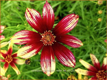 Coreopsis verticillata &#039;Route 66&#039; | Meisjesogen | Quirlbl&auml;ttriges M&auml;dchenauge