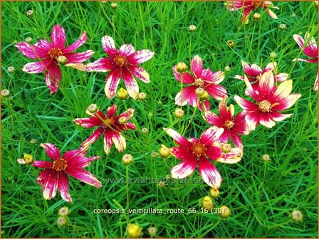 Coreopsis verticillata &#039;Route 66&#039; | Meisjesogen | Quirlbl&auml;ttriges M&auml;dchenauge