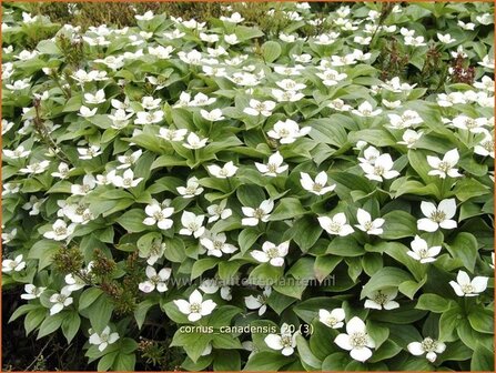 Cornus canadensis | Canadese kornoelje | Kissen-Hartriegel