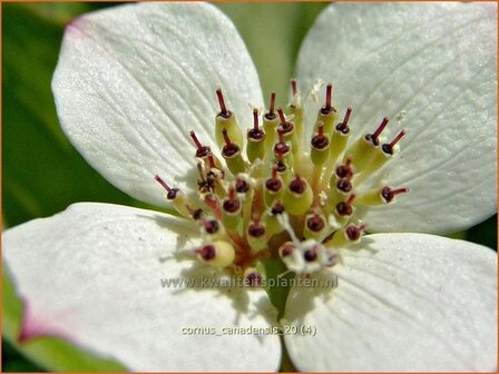 Cornus canadensis | Canadese kornoelje | Kissen-Hartriegel