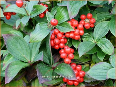 Cornus canadensis | Canadese kornoelje | Kissen-Hartriegel