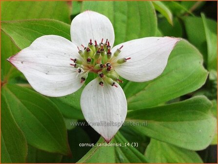 Cornus canadensis | Canadese kornoelje | Kissen-Hartriegel