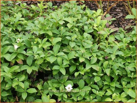 Cornus canadensis | Canadese kornoelje | Kissen-Hartriegel