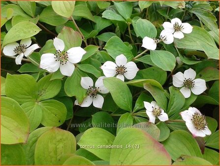 Cornus canadensis | Canadese kornoelje | Kissen-Hartriegel